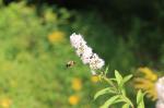 Spiraea alba, White Meadowsweet