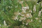 Spiraea alba, White Meadowsweet