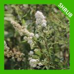 Spiraea alba, White Meadowsweet