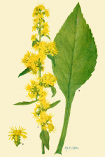 Solidago squarrosa, Stout Goldenrod