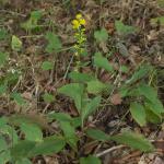 Solidago squarrosa, Stout Goldenrod