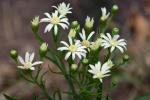 Solidago ptarmicoides, Upland White Goldenrod 
