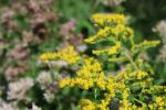 Solidago gigantea, Giant Goldenrod 