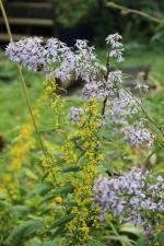 Solidago flexicaulis, Zigzag goldenrod