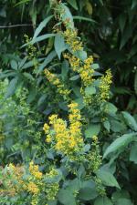 Solidago flexicaulis, Zigzag goldenrod