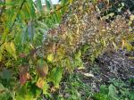 Solidago flexicaulis, Zigzag goldenrod
