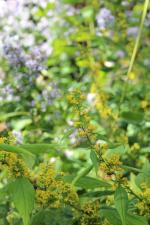 Solidago flexicaulis, Zigzag goldenrod