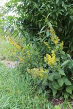 Solidago flexicaulis, Zigzag goldenrod