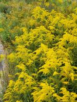 Solidago altissima, Late or Tall Goldenrod
