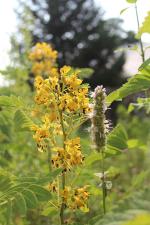 Senna hebecarpa, Wild Senna