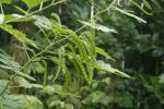 Senna hebecarpa, Wild Senna