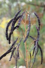 Senna hebecarpa, Wild Senna