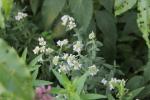 Pycnanthemum verticillatum, Hairy Mountain-Mint