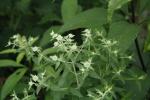 Pycnanthemum verticillatum, Hairy Mountain-Mint
