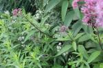 Pycnanthemum verticillatum, Hairy Mountain-Mint