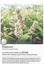 Persicaria pensylvanica, Pennsylvania Smartweed