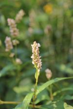 Persicaria pensylvanica, Pennsylvania Smartweed