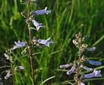 Penstemon gracilis, Slender Beardtongue