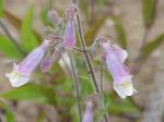 Penstemon gracilis, Slender Beardtongue