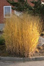 Panicum virgatum, Switch Grass  