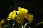 Oenothera fruticosa, Narrow-Leaved Evening-Primrose 