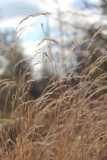 Muhlenbergia mexicana, Leafy Satin Grass 
