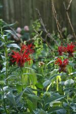 Monarda didyma, Red Beebalm 