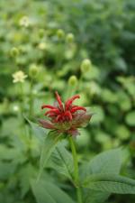Monarda didyma, Red Beebalm 