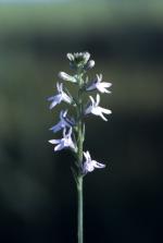 Lobelia spicata, Pale Spike Lobelia
