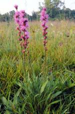 Liatris aspera, Button Blazing Star  
