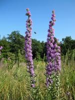 Liatris aspera, Button Blazing Star  