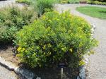 Hypericum prolificum, Shrubby St. John&#039;s Wort 