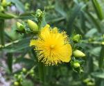 Hypericum prolificum, Shrubby St. John&#039;s Wort 