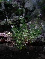 Houstonia longifolia, Longleaf Bluets  