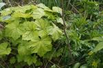 ~ Heuchera villosa var. macrorhiza, Giant Alumroot