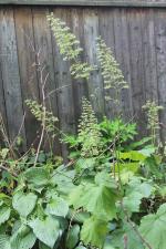 ~ Heuchera villosa var. macrorhiza, Giant Alumroot