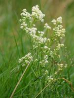 Galium boreale, Northern Bedstraw  