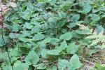 Eurybia macrophylla, Bigleaf Aster 