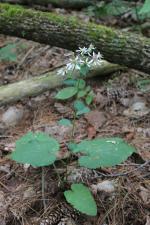 Eurybia macrophylla, Bigleaf Aster 