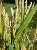 Elymus virginicus, Virginia Wild Rye