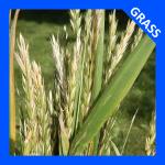 Elymus virginicus, Virginia Wild Rye