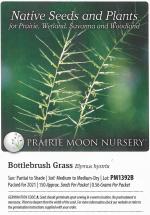 Elymus hystrix, Bottlebrush Grass  