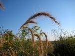 Elymus canadensis, Canada Wild Rye  