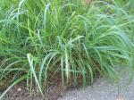 Elymus canadensis, Canada Wild Rye  