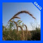 Elymus canadensis, Canada Wild Rye  