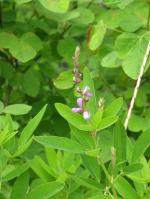Desmodium paniculatum, Panicled Tick Trefoil  