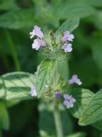 Clinopodium vulgare, Wild Basil