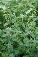 Clinopodium vulgare, Wild Basil