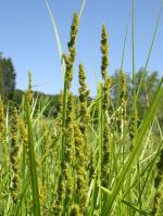 Carex vulpinoidea, Brown Fox Sedge  