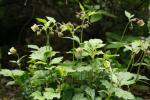Geum rivale, Water Avens